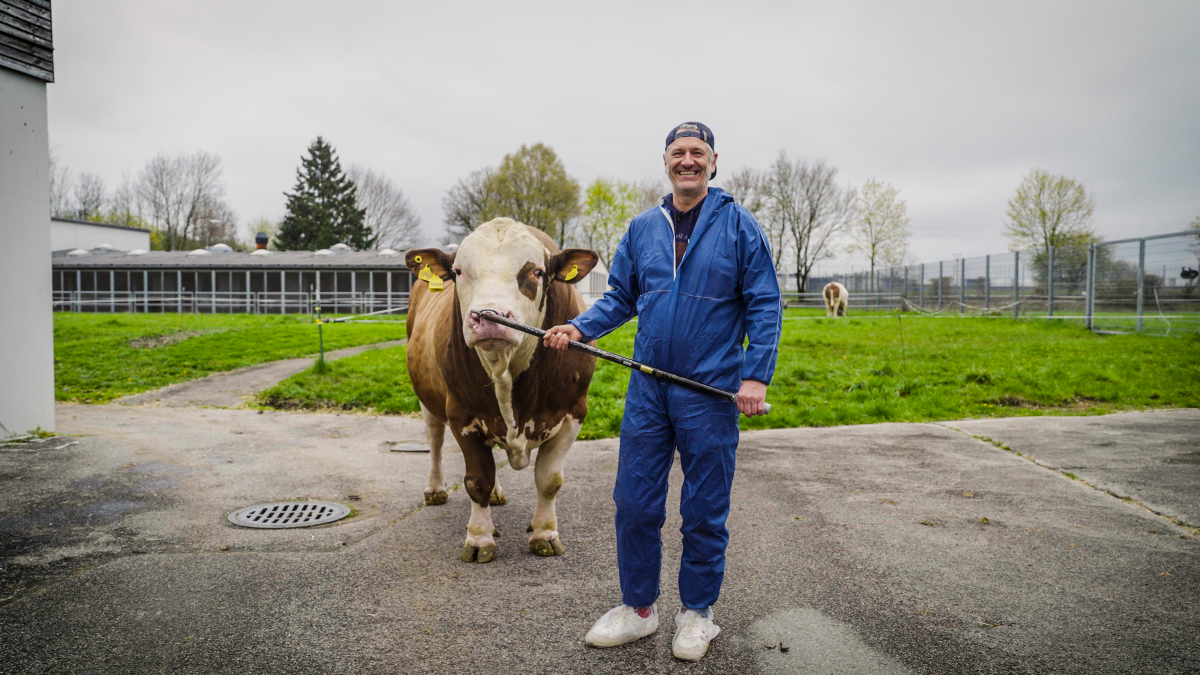 Videomaterial moderne Rinderzucht