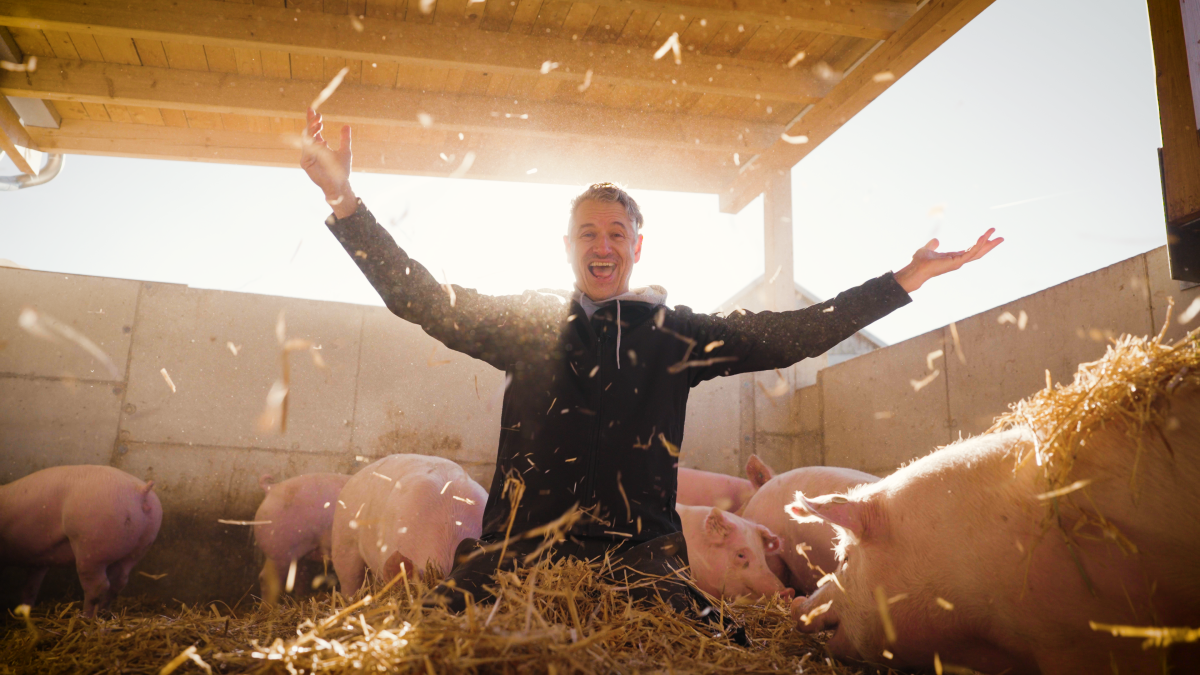 Videomaterial moderne Schweinezucht und -haltung