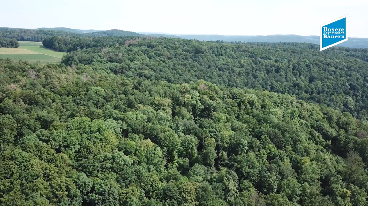 Videomaterial unser Wald