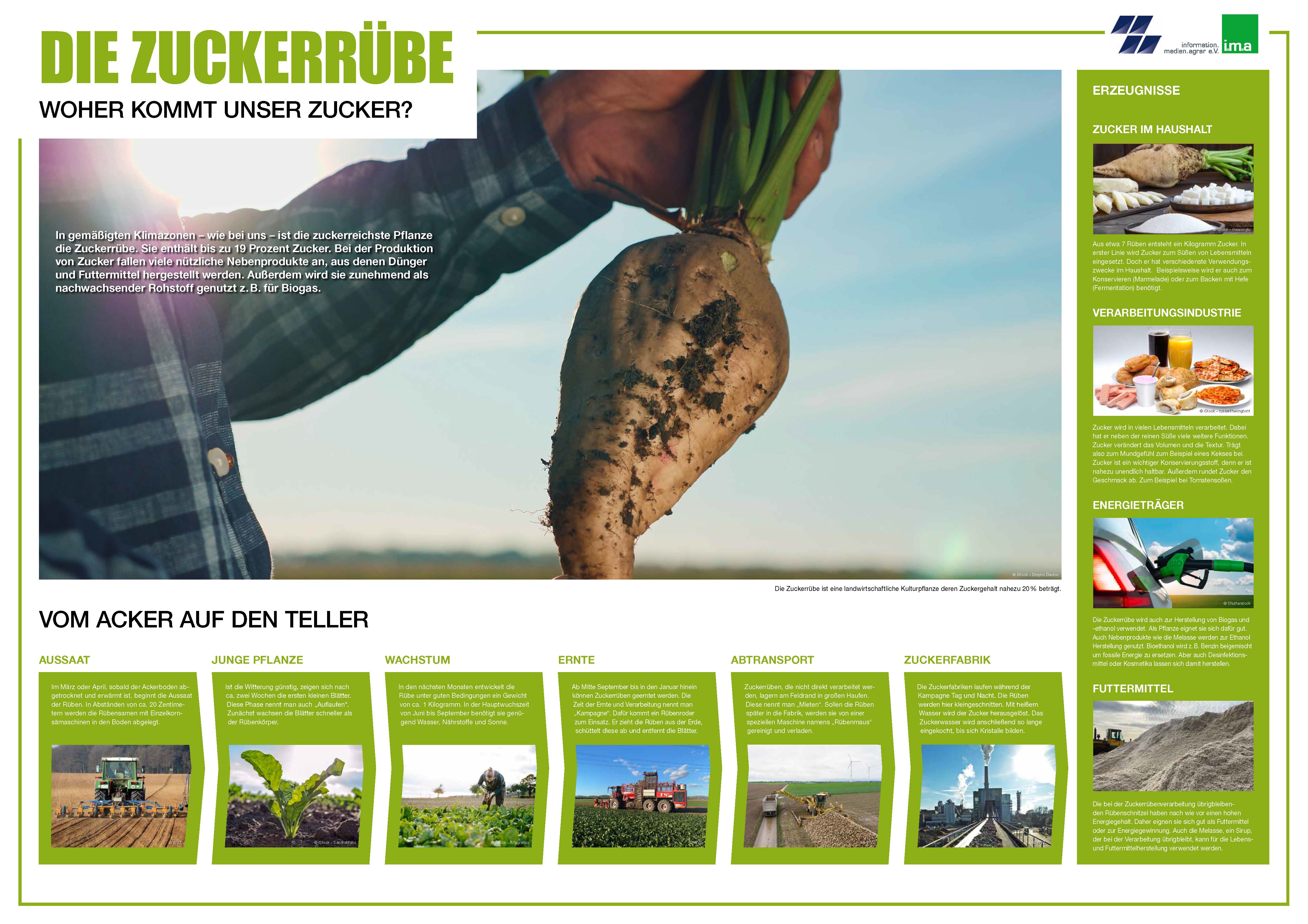Poster Die Zuckerrübe