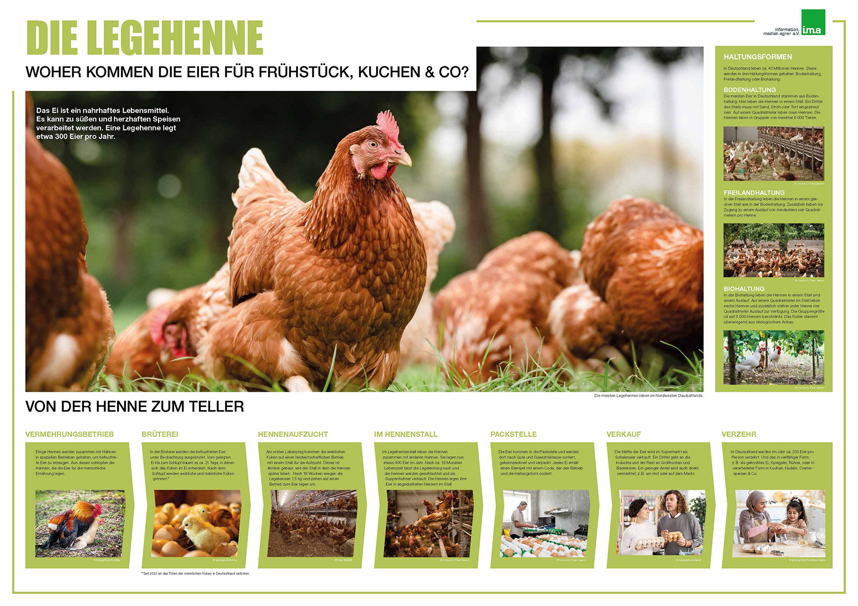 Poster Die Legehenne