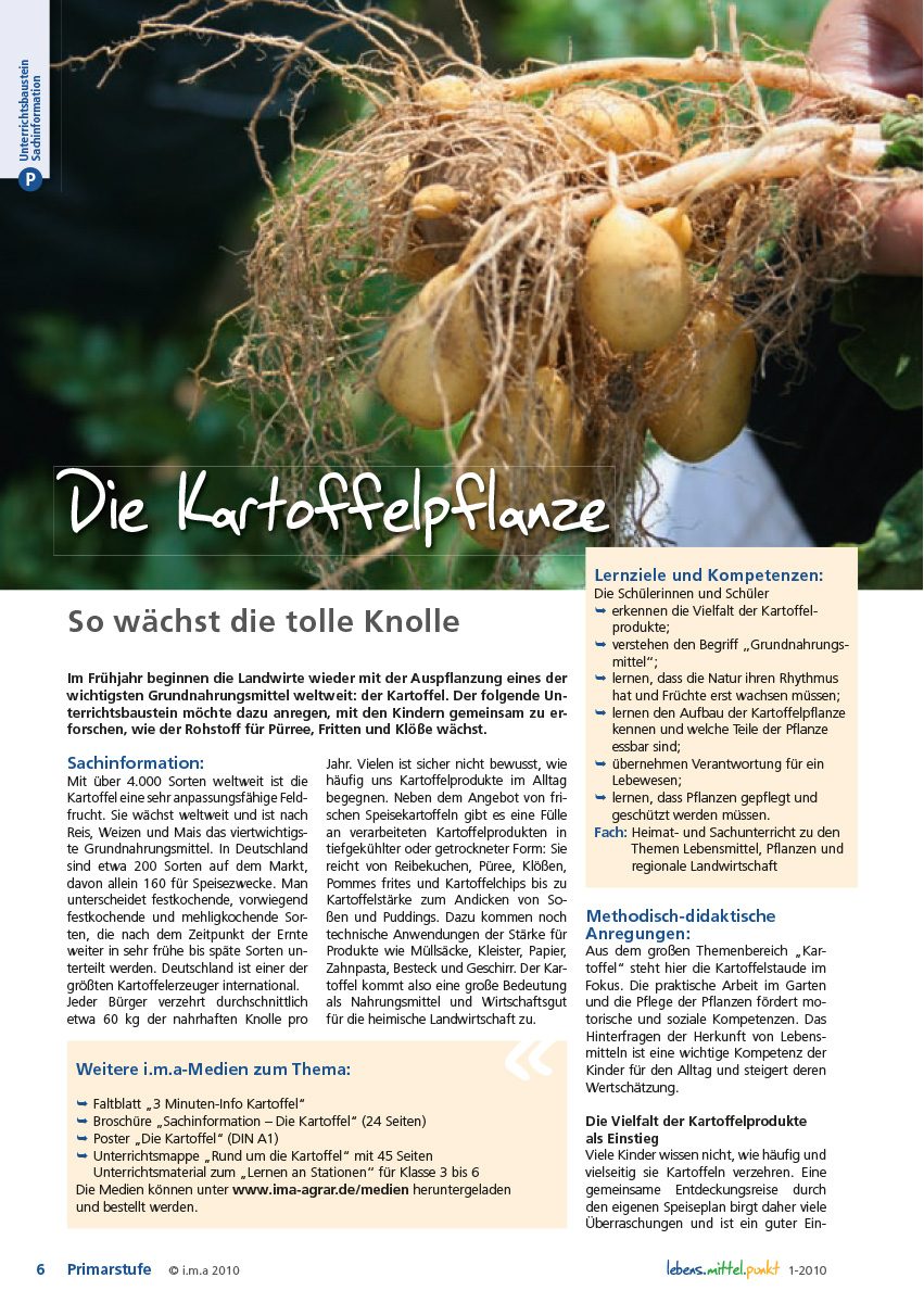 Die Kartoffelpflanze - So wächst die tolle Knolle