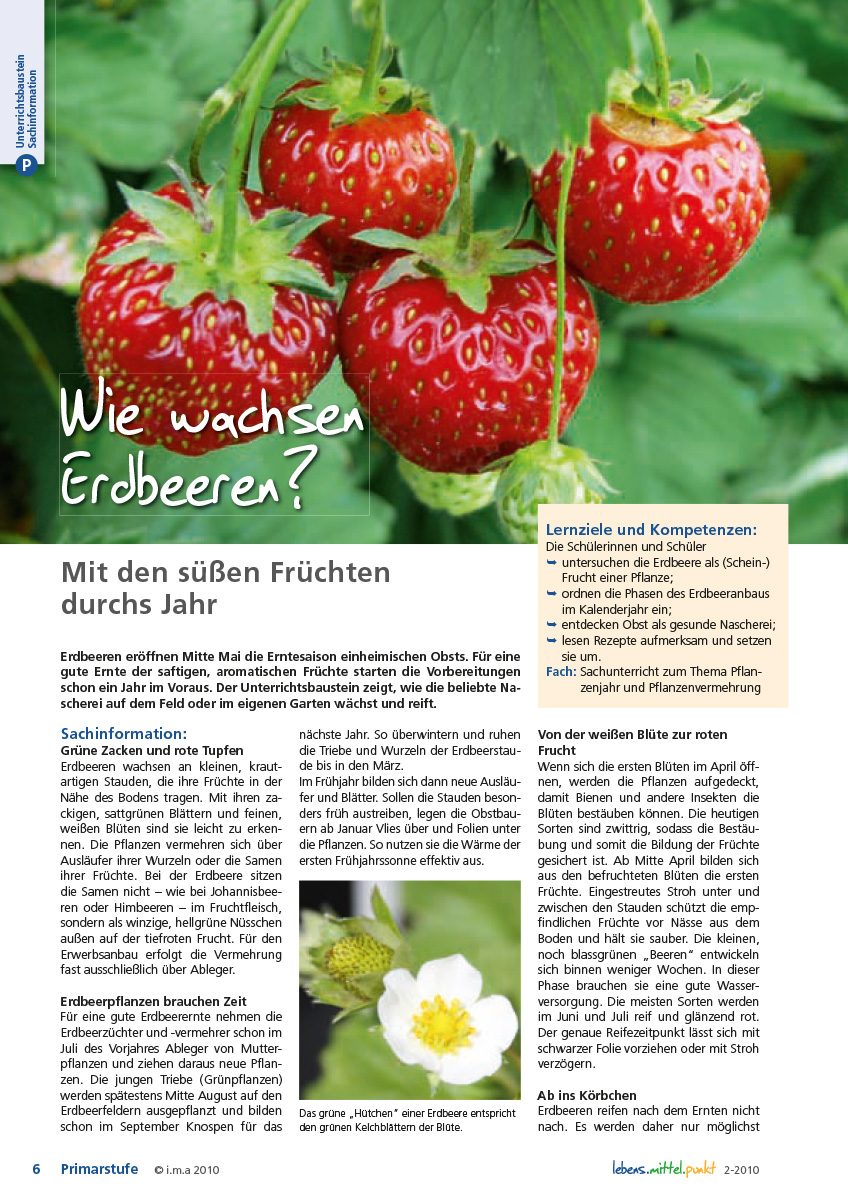 Wie wachsen Erdbeeren? Mit den süßen Früchten durchs Jahr