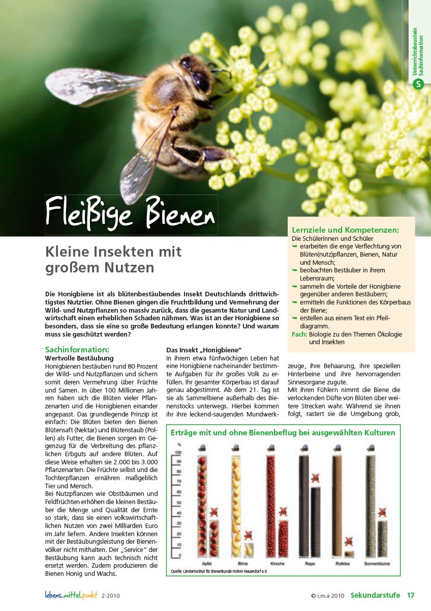 Fleißige Bienen - Kleine Insekten mit großem Nutzen