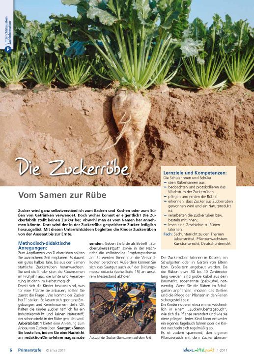 Die Zuckerrübe - Vom Samen zur Rübe