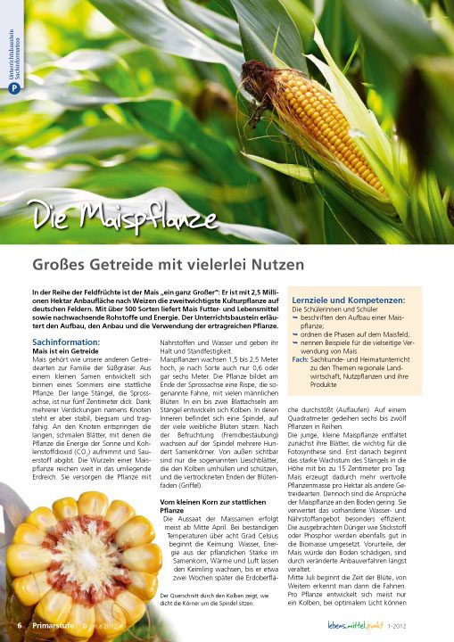 Die Maispflanze - Großes Getreide mit vielerlei Nutzen