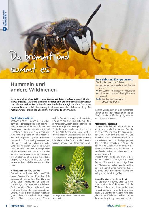 Da brummt und summt es - Hummeln und andere Wildbienen