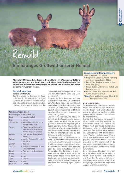 Rehwild - Ein häufiges Großwild unserer Heimat
