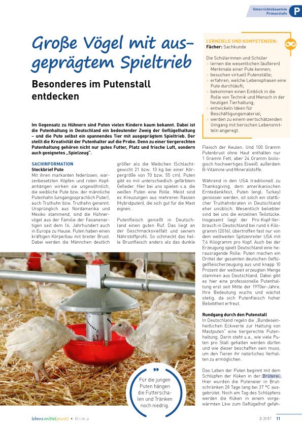 Große Vögel mit ausgeprägtem Spieltrieb - Besonderes im Putenstall entdecken.