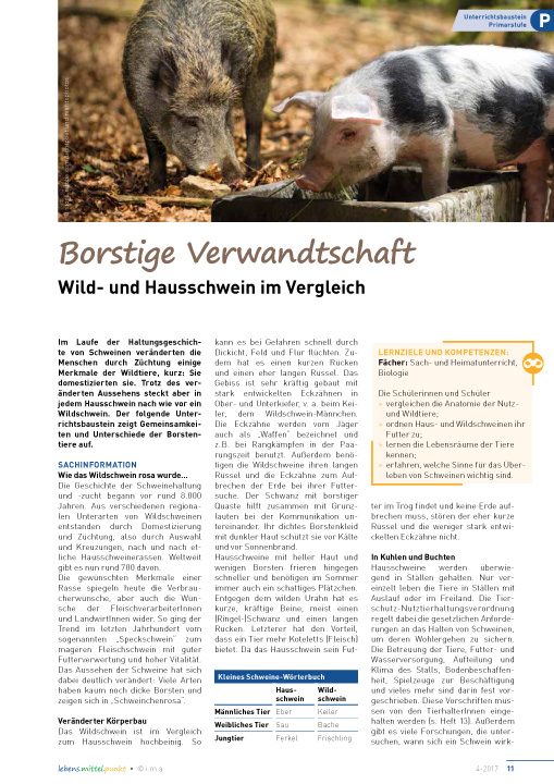 Borstige Verwandtschaft - Wild- und Hausschweine im Vergleich