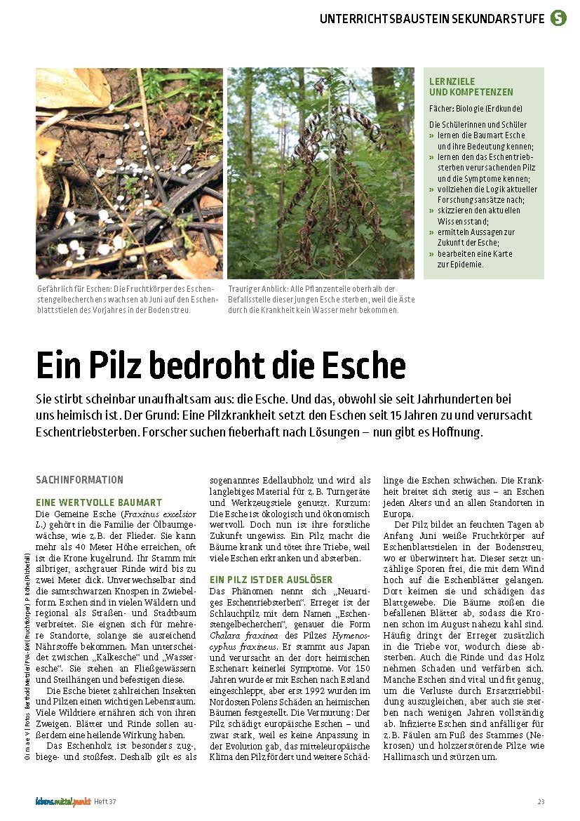 Ein Pilz bedroht die Esche - Forschungsansätze zum Stoppen des Eschentriebsterbens