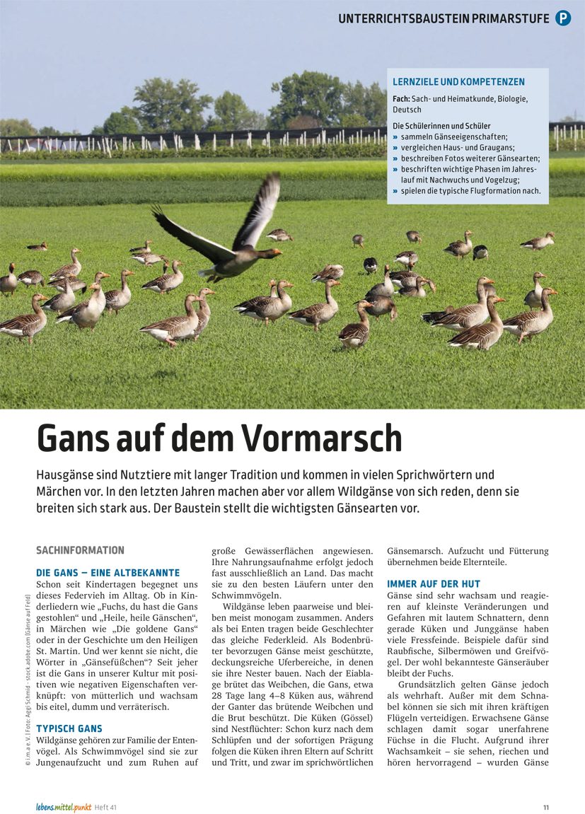 Gans auf dem Vormarsch - die wichtigsten Gänsearten