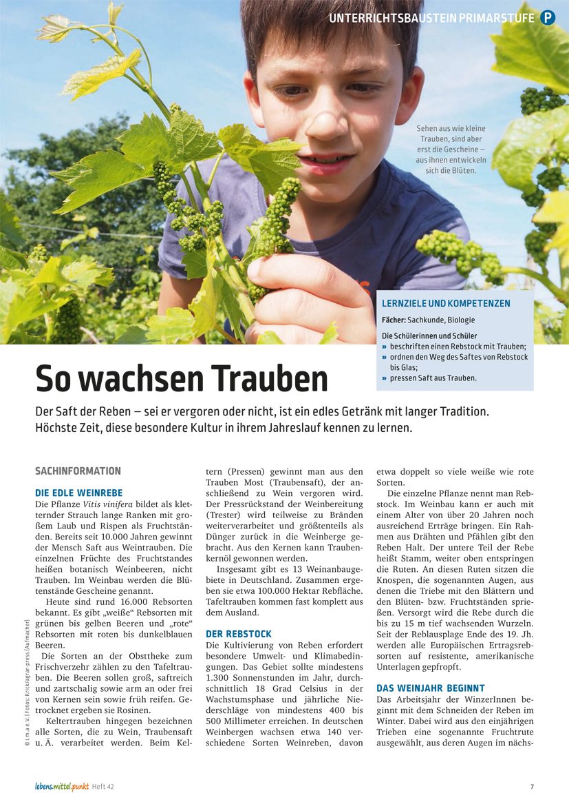 So wachsen Trauben - eine besondere Kultur