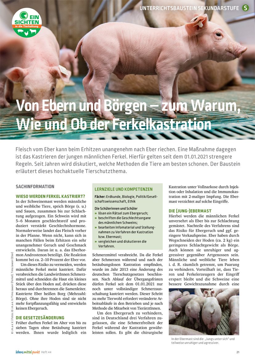 Von Ebern und Börgen - Informationen zur Ferkelkastration