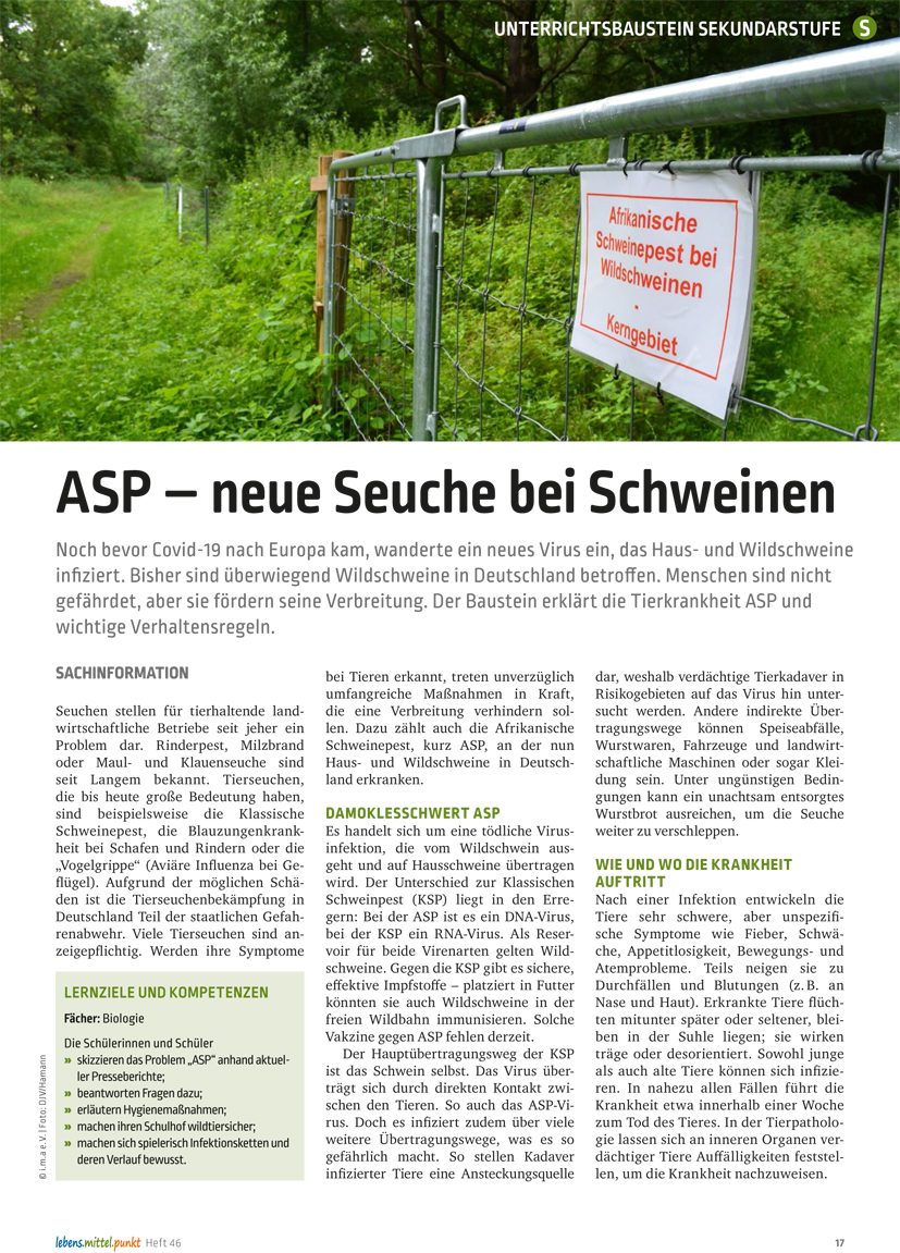 Afrikanische Schweinepest - neue Seuche bei Schweinen