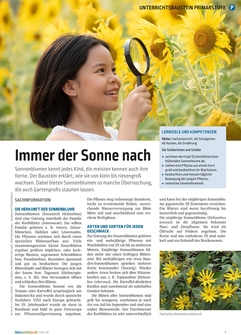 Sonnenblumen - Immer der Sonne nach