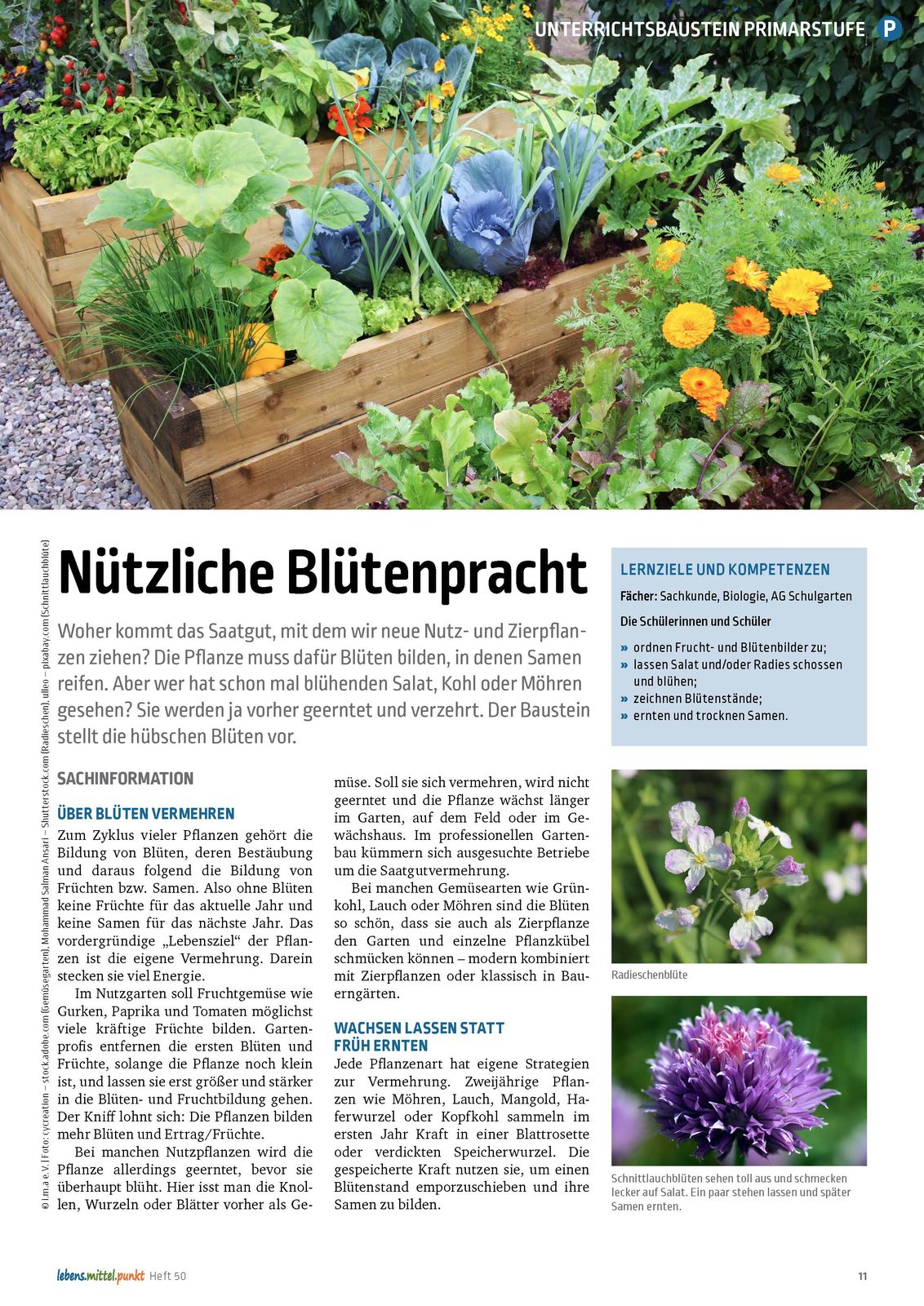 Nützliche Blütenpracht - Lecker auf dem Teller