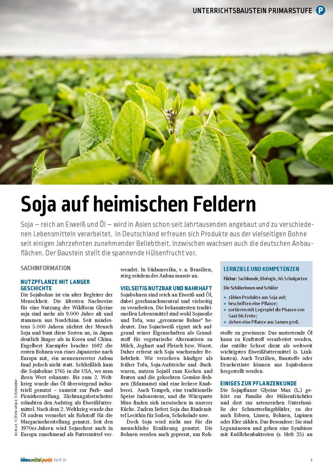 Die Sojabohne - Soja auf heimischen Feldern