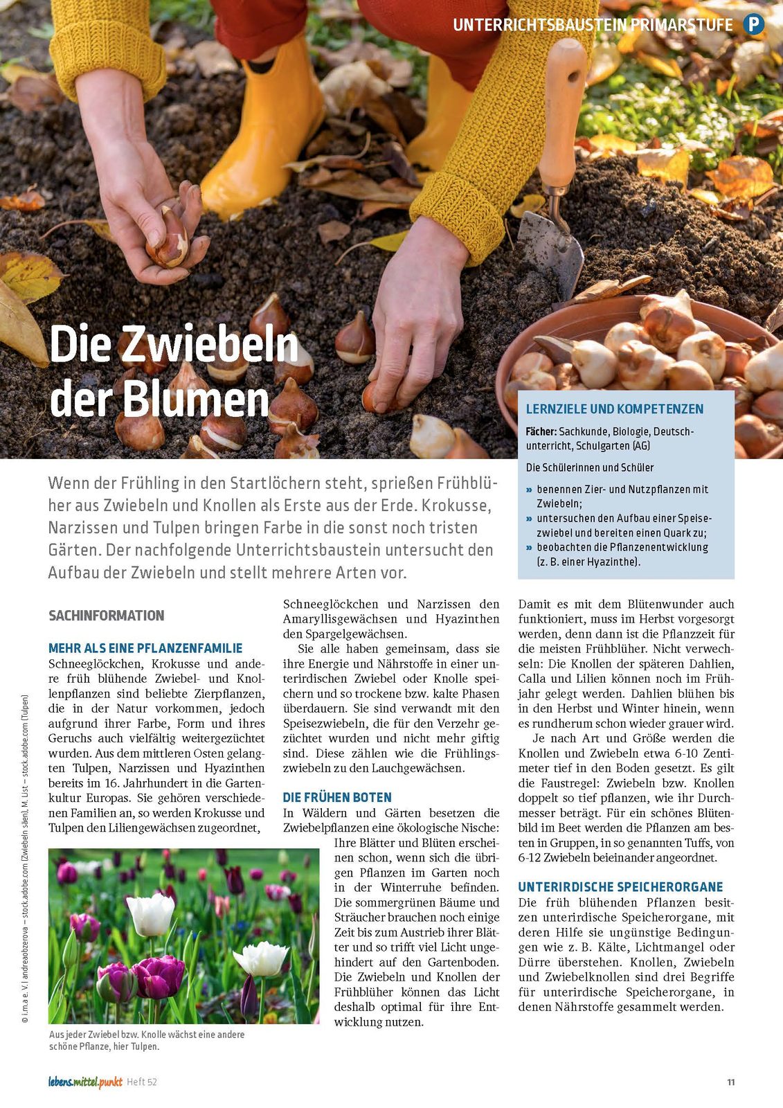 Pflanzenkunde - Die Zwiebeln der Blume