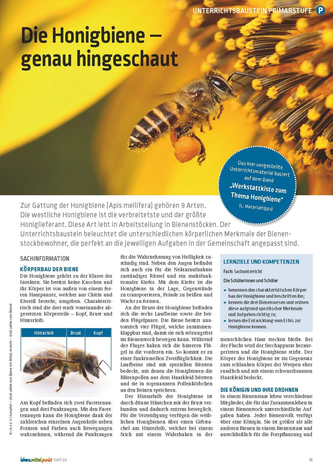 Die Honigbiene - Genau hingeschaut