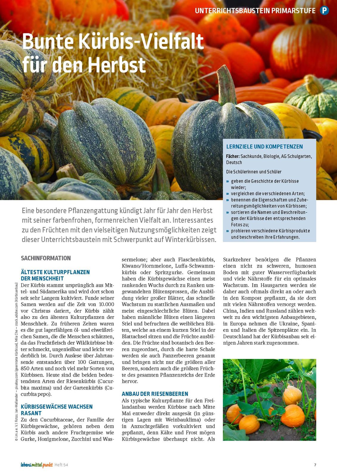 Winterkürbisse - Bunte Vielfalt im Herbst