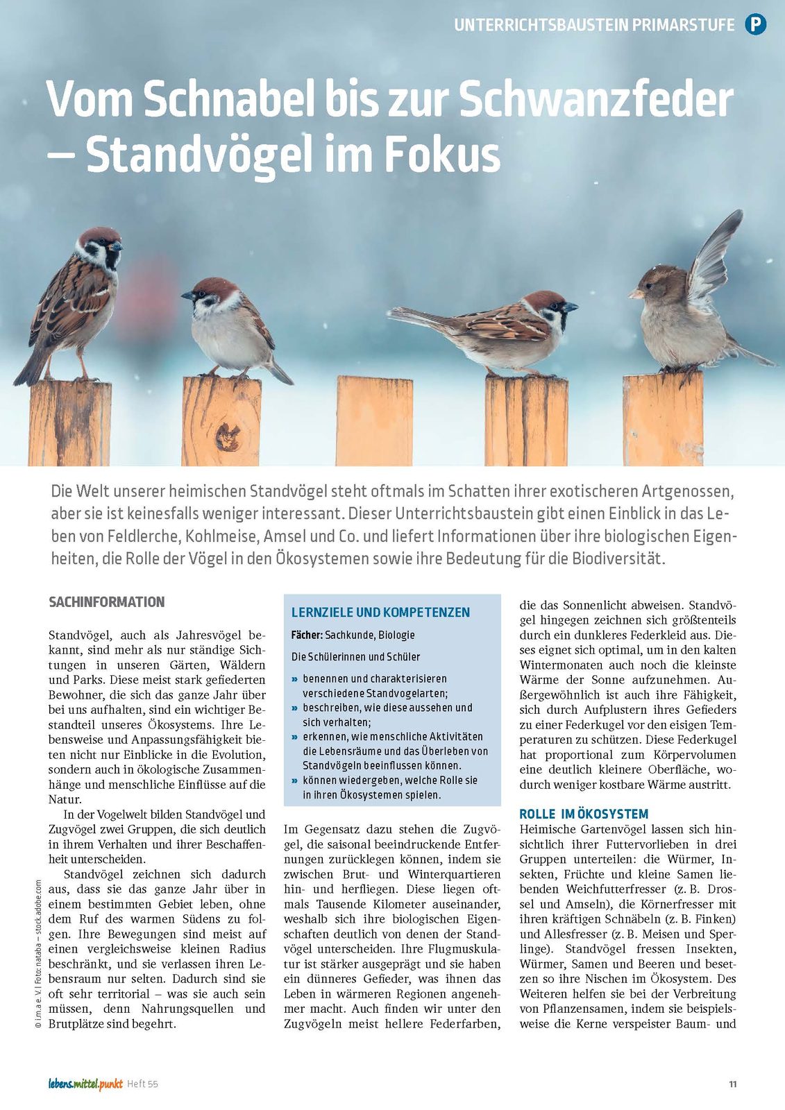 Vom Schnabel bis zur Schwanzfeder - Standvögel im Fokus