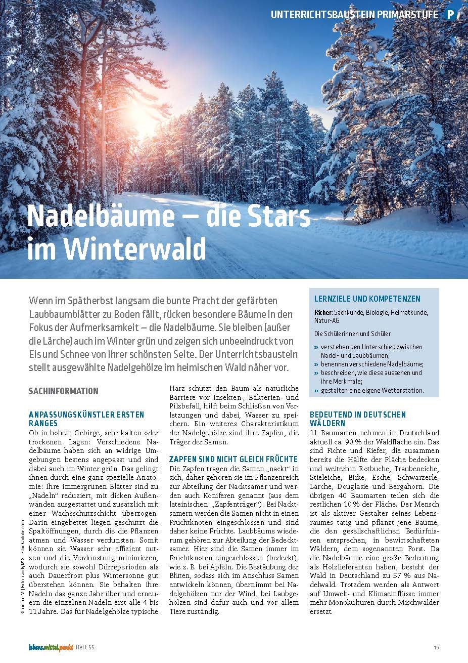 Nadelbäume - die Stars im Winterwald