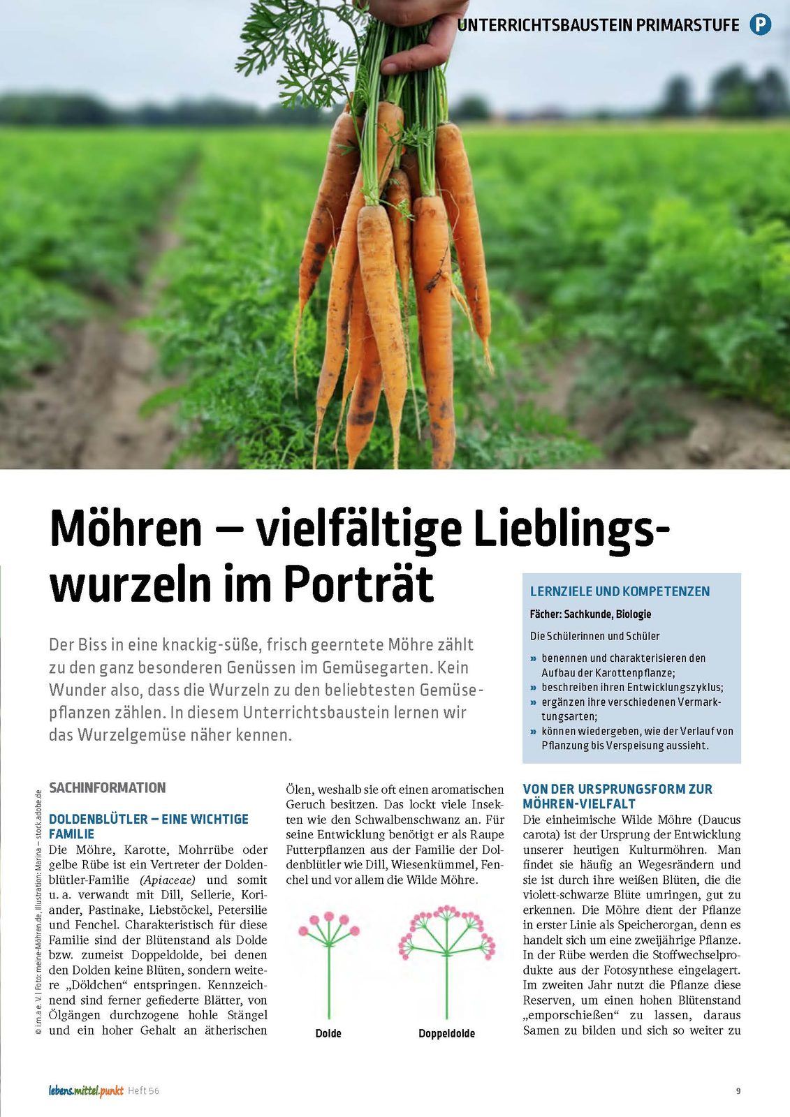 Möhren - vielfältige Lieblingswurzeln im Porträt