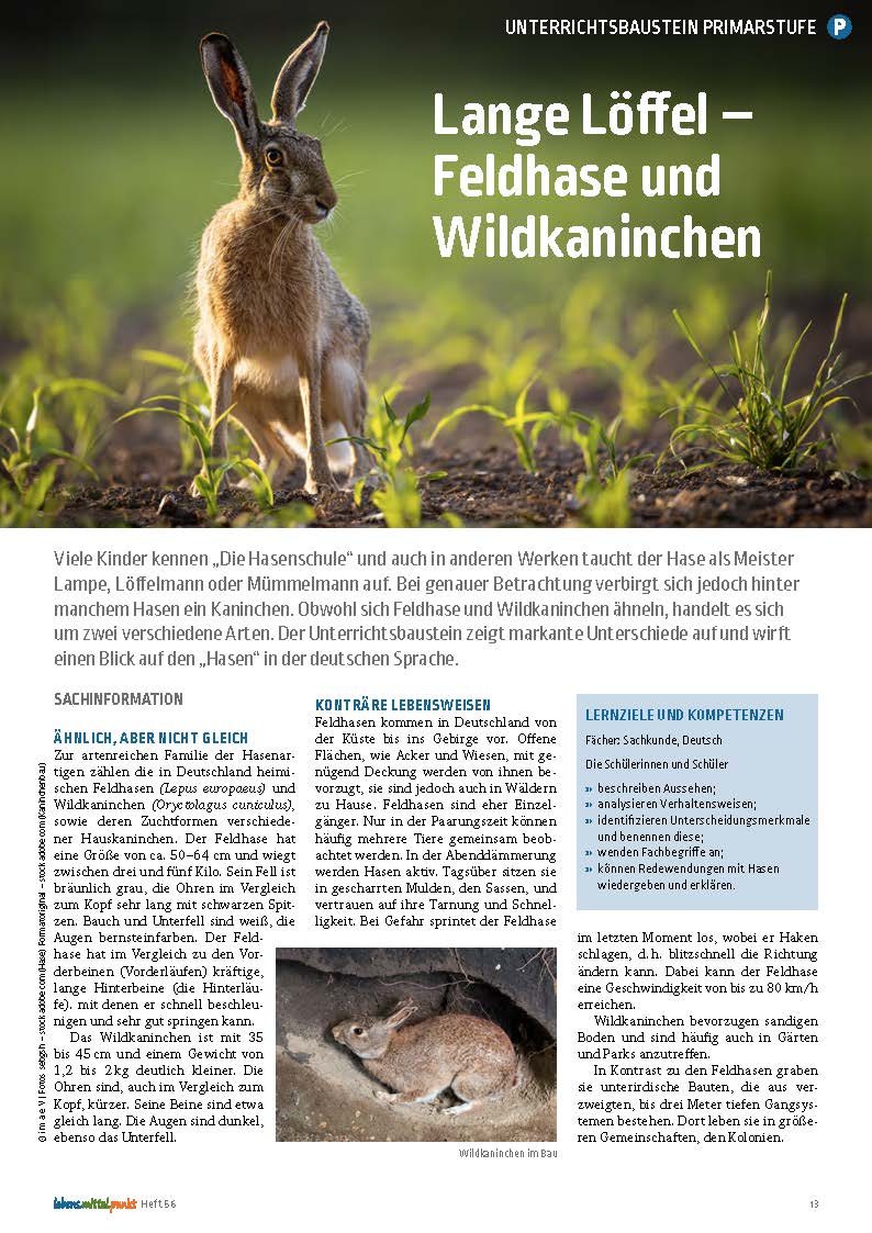 Lange Löffel - Feldhase und Wildkaninchen