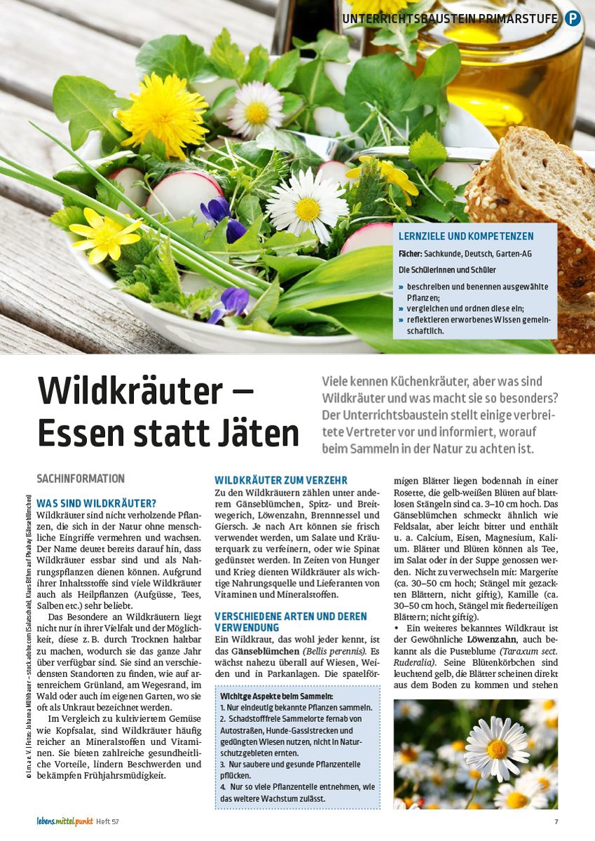 Wildkräuter - Essen statt Jäten