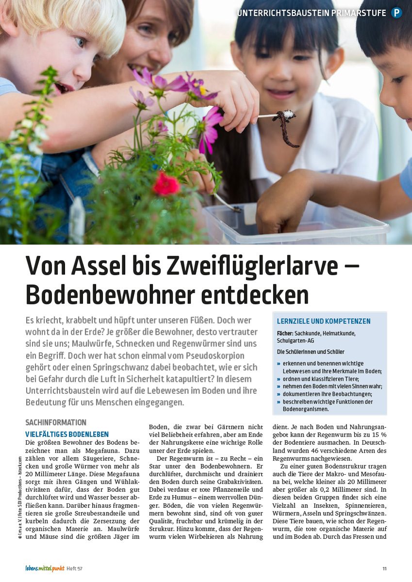 Bodenbewohner entdecken - Von Assel bis Zweiflüglerlarve