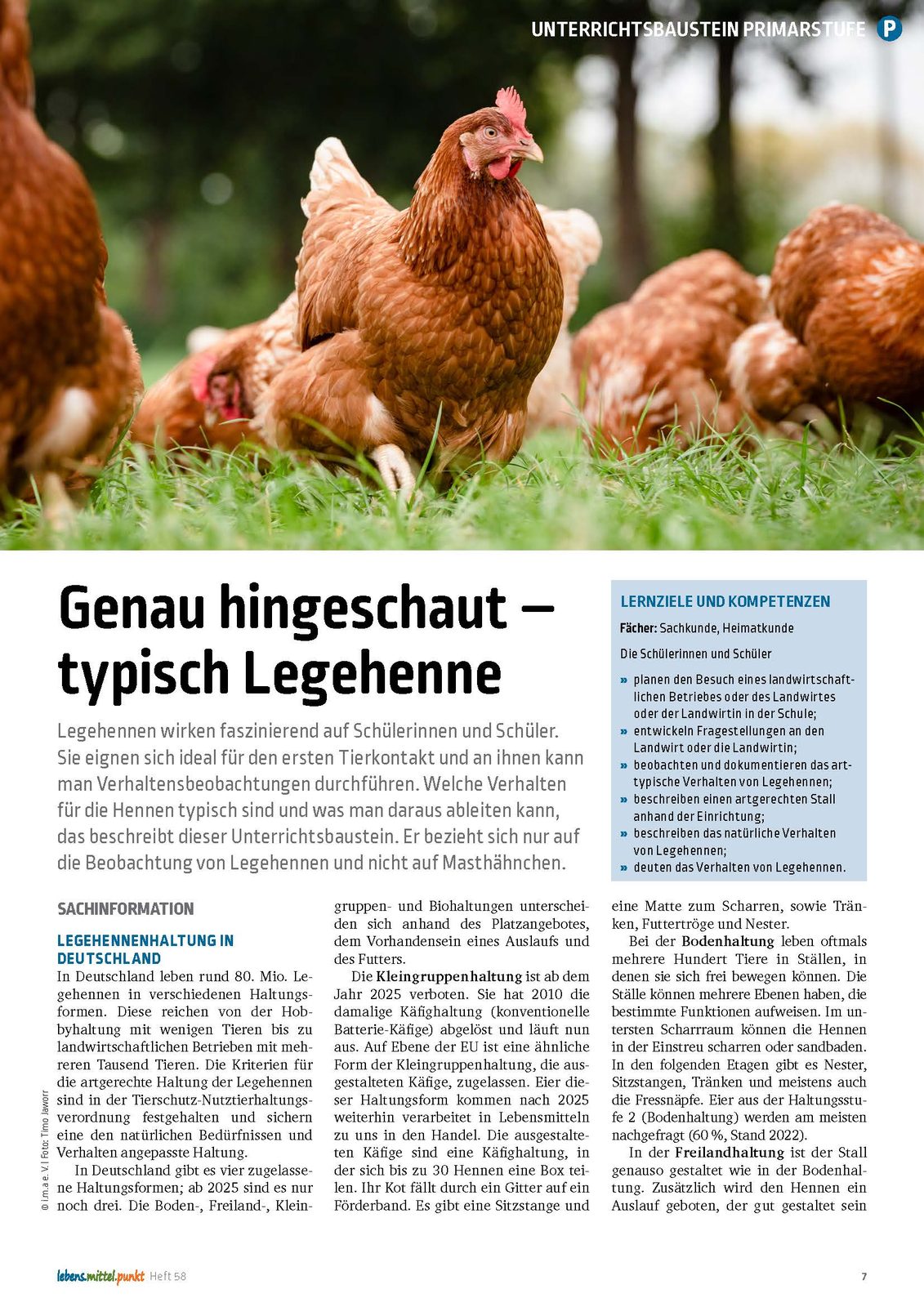 Typisch Legehenne - Genau hingeschaut