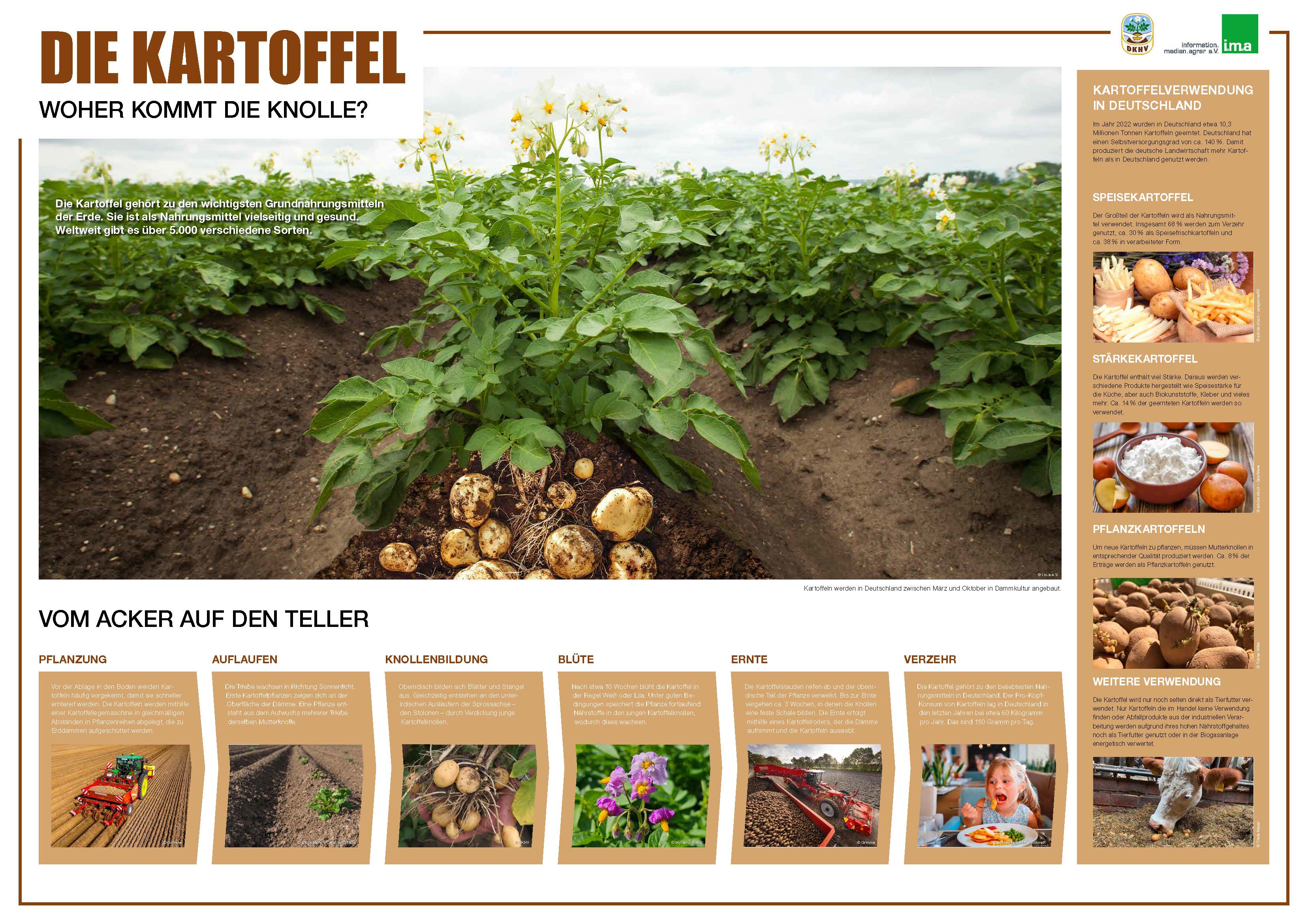 Poster Die Kartoffel